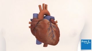 How the heart works  Bupa Health [upl. by Allerbag611]