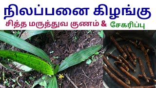 நிலப்பனை கிழங்கு சித்த மருத்துவ குணம்  Curculigo orchioides  Nilappanai kizhangu [upl. by Neddy]