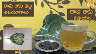 Peepal Leaves Health Benefits  Raavi Aku kashayam  raavi aaku medicinal properties  by Ammamma TV [upl. by Aleehs804]