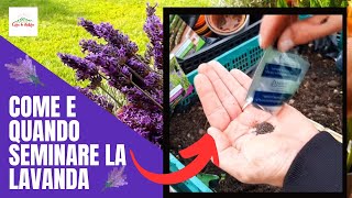 Lavanda  Come E Quando SEMINARE LA LAVANDA [upl. by Biron162]