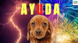 🐶 ¿CÓMO CALMAR A UN PERRO ASUSTADO Y CON ANSIEDAD POR COHETES Y TORMENTAS 🐶 [upl. by Geminian]