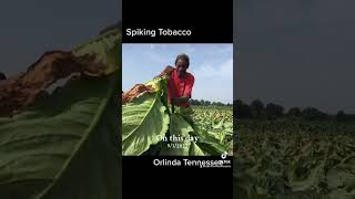 Dark fired Tobacco Orlinda Tennessee [upl. by Accever]