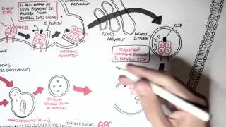 Immunology  MHC II Processing [upl. by Kale876]