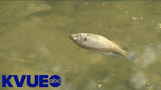 Neighbors in North Austin concerned after dozens of dead fish popup in Shoal Creek  KVUE [upl. by Finny854]