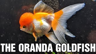 The Oranda Goldfish  Species Spotlight [upl. by Yauq802]