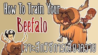 Dont Starve Together  How to train your Beefalo เจาะลึกวิธีการเลี้ยงควาย [upl. by Rumilly556]