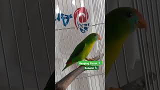 Dancing Hanging Parrot  Kulasisi Sumasayaw birds parrot lovebirds shortsvideo shorts [upl. by Nivlac]