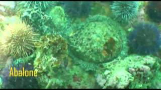 Abalone  perlemoen in kelp forest [upl. by Idnahs]