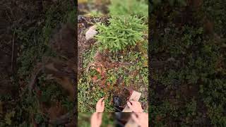 Wild berry harvesting harvesting cranberry lingonberry [upl. by Eatnoed]