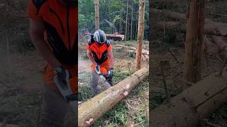 Power Of STIHL Chain Saw 🪚 Cutter Tree 🌴🌲 Cutting ✂️ Me STIHL Chine Saw chainsaw stihl machine [upl. by Yadseut380]