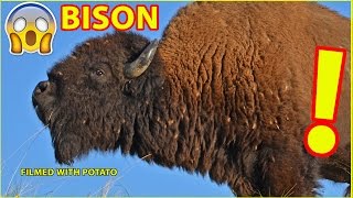 Bison Swim Across Yellowstone River [upl. by Naomi]