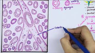 Histology Of SubMandibular Gland Mixed Salivary Gland  Salivary Gland [upl. by Pillihpnhoj]