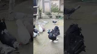 Lakha Kabootar ghar K video automobile ￼ Tiger madad 🥲😜🕊️🙏🏻👍🏻￼￼￼ [upl. by Quenby]