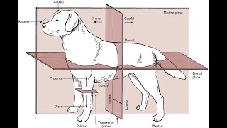 01 General Veterinary Anatomy directional terms amp anatomical planes [upl. by Carhart763]