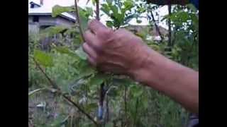 Altoire in verde la pomi  Grafting trees in green [upl. by Allenaj458]