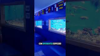 Acuario gratis en Coquimbo [upl. by Yetac]