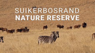 We spend the morning driving through Suikerbosrand NATURE RESERVE [upl. by Rona]