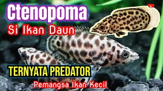 Merawat dan Mengembang biakan Ikan Ctenopoma si Ikan Daun [upl. by Mich]