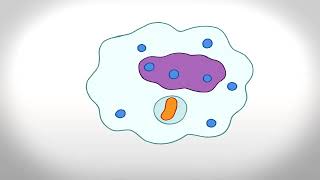 Phagocytosis Animation [upl. by Nesmat]