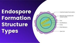 Endospore Formation Germination Structure Resistance Mechanism [upl. by Lav]