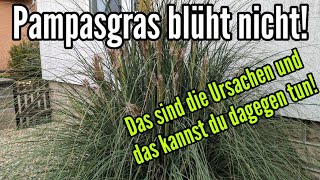 Pampasgras blüht nicht – Das sind die Ursachen und das kann du tun [upl. by Meir]