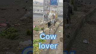 Praise to the holy 🐄 cow ❤️😊 humanity cowlover trending viralnews shorts poorhelping [upl. by Wylde331]