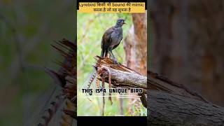 wait for End voice😳😍 4 Amazing 😳🤯Facts about Lyrebird [upl. by Dugan]