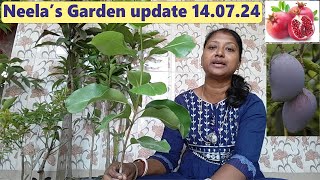 Neelas garden update 140724 [upl. by Desma]