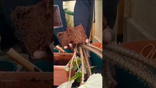 How to Grow a Begonia from Cuttings [upl. by Ahsinauj]