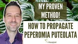 How to Propagate Peperomia Puteolata My Proven Method [upl. by Stuppy]