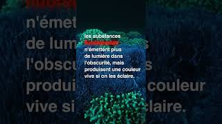 Bioluminescence Fluorescence Phosphorescence quelles différences [upl. by Cila175]