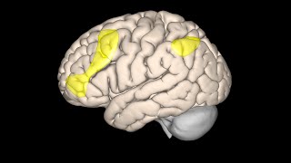 Frontal Lobe  Cerebral Cortex [upl. by Asirak]