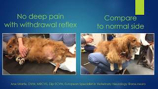 Differences between nociception and withdrawal reflex in animals [upl. by Gnuhc]