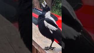 just a magpies call magpie call animal animallover shorts [upl. by Giralda526]