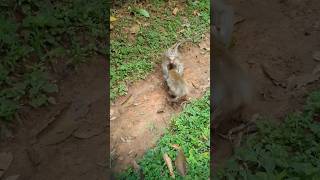 Wildlife monkey in Mohanokor troop monkeyaction monkeybehavior shortsvideo [upl. by Yehsa]