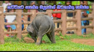 ඔලුවෙන් හිටගත්තු අලි පැටියා  Sajjana And Dissa Cute Baby Elephant Pinnawala [upl. by Darcia982]