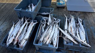 Commercial Mackerel Fishing  Mate For A Day  What Does It Pay [upl. by Nwatna]