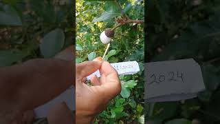 Hoseki Safed Bhilawa biba White Bhilawa Seed7820953572 [upl. by Annaohj157]