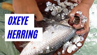 Fish Cutting Skills  Cutting the The IndoPacific tarpon or Oxeye Herring [upl. by Aillicsirp807]