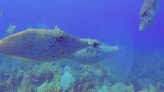 Scrawled Filefish [upl. by Ludie]