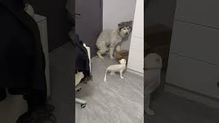 cat foryou pets funny dog [upl. by Asus924]