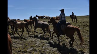 Bringing in the herd  on the Sprucedale Horse Drive [upl. by Orji]