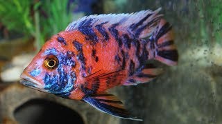 Evil Fish Stopping Aggression In Your Aquarium Fish Fighting [upl. by Halyk]