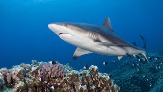 Oahu Shark Dive [upl. by Nomed]