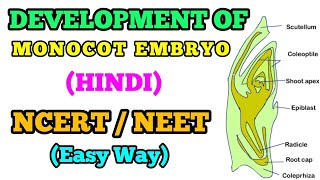 Development of Monocot Embryo Hindi Easy Way [upl. by Artimas717]