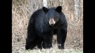 Asiatic Black Bear At Mysore Zoo [upl. by Othello]