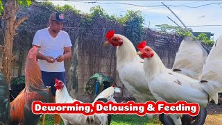 REGULAR DEWORMING DELOUSING FEEDING AND TREE PRAWNINGbackyard happenings [upl. by Ecnadnak]