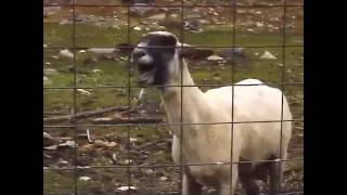 mouton qui parlea mourrir de rire🐑😂😂 [upl. by Swart]