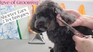 Shih Poo ear makeover  Trimming dogs ears [upl. by Jenkins]