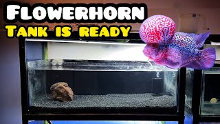 My Flowerhorn Tank Setup  Imrans World [upl. by Aerahs]